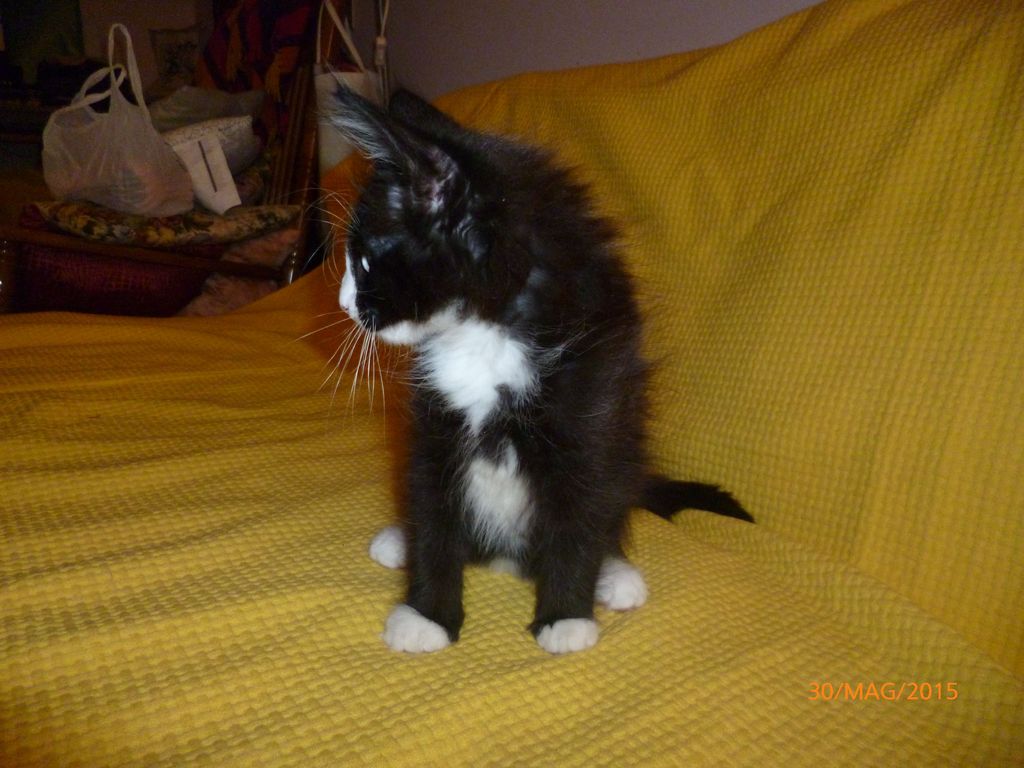 Gatti Norvegesi - cuccioli