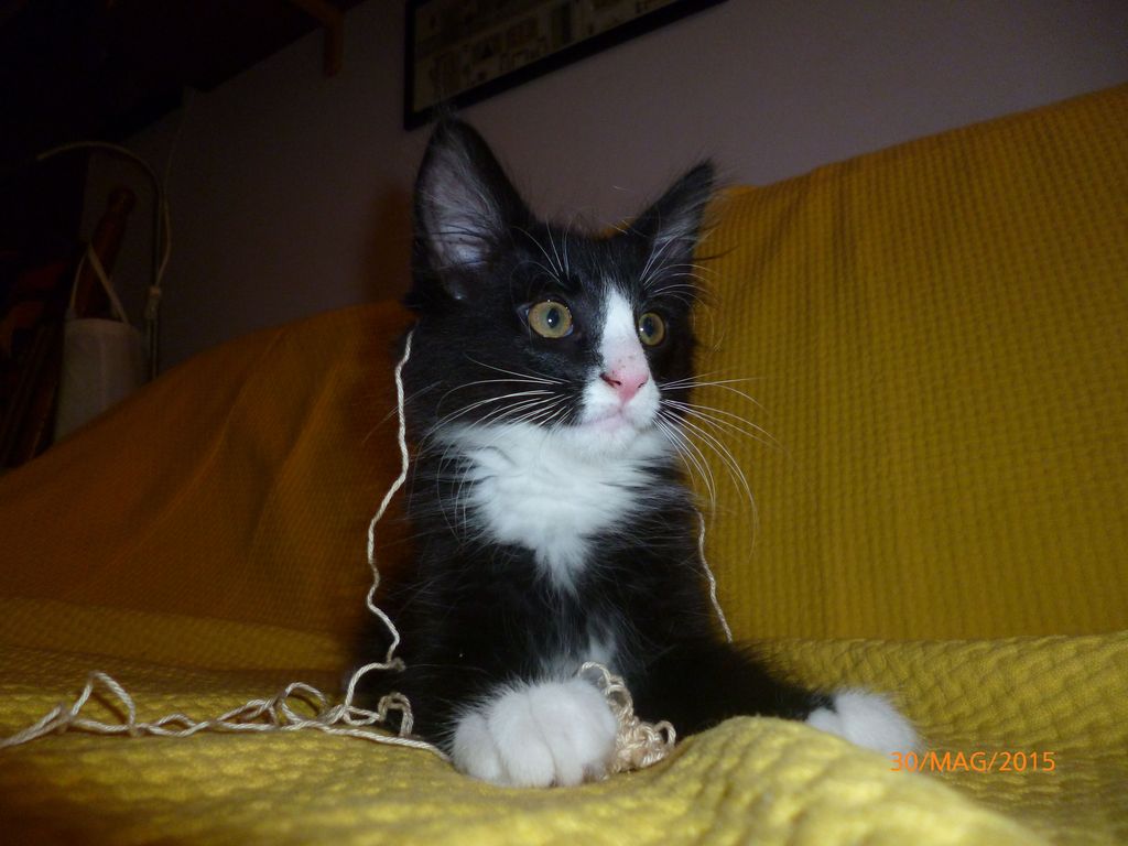 Gatti Norvegesi - cuccioli
