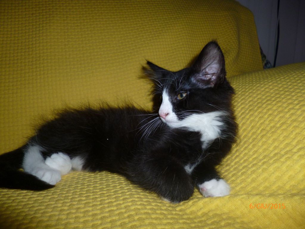 Gatti Norvegesi - cuccioli