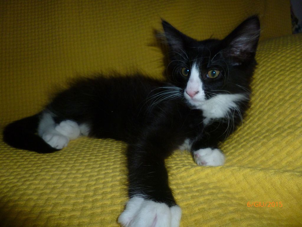 Gatti Norvegesi - cuccioli