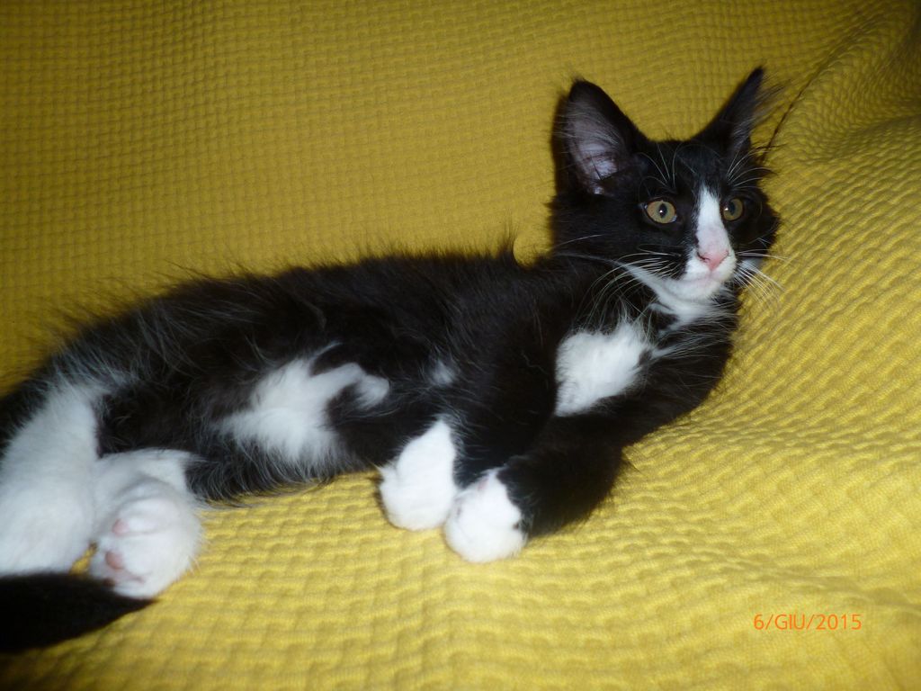 Gatti Norvegesi - cuccioli