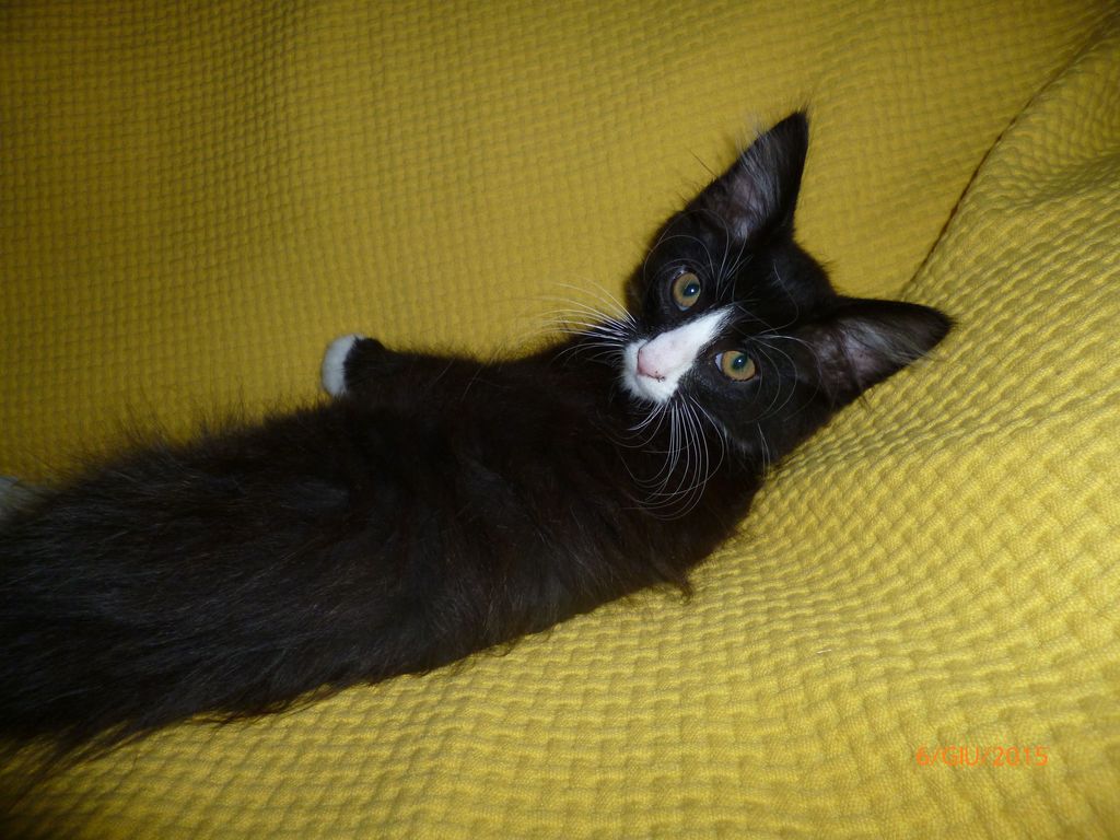 Gatti Norvegesi - cuccioli