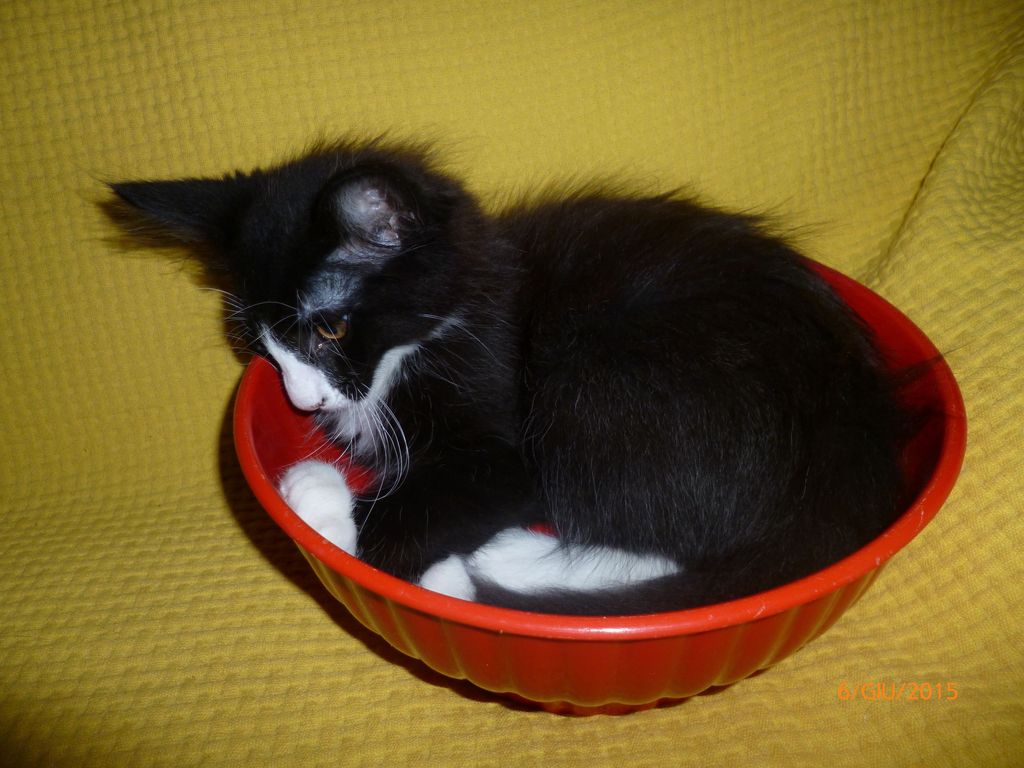 Gatti Norvegesi - cuccioli