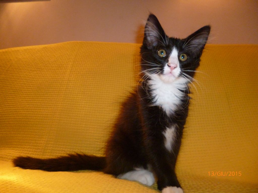 Gatti Norvegesi - cuccioli