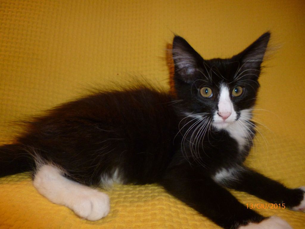Gatti Norvegesi - cuccioli
