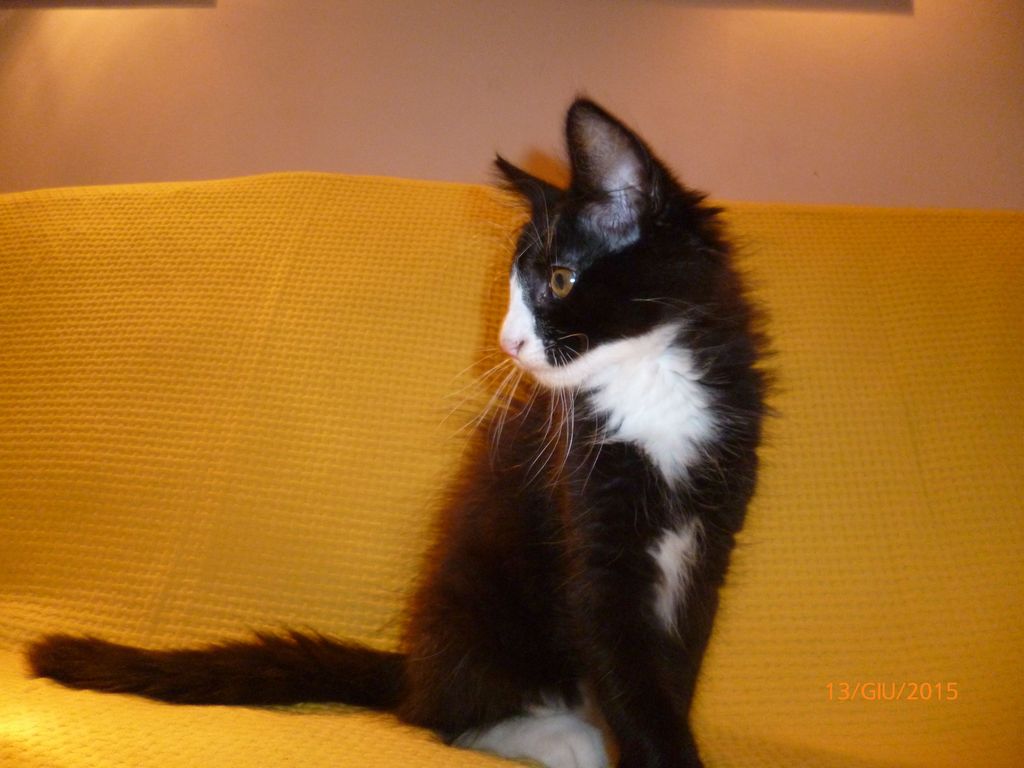 Gatti Norvegesi - cuccioli