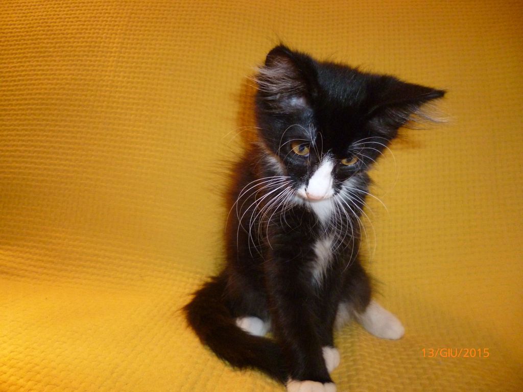 Gatti Norvegesi - cuccioli