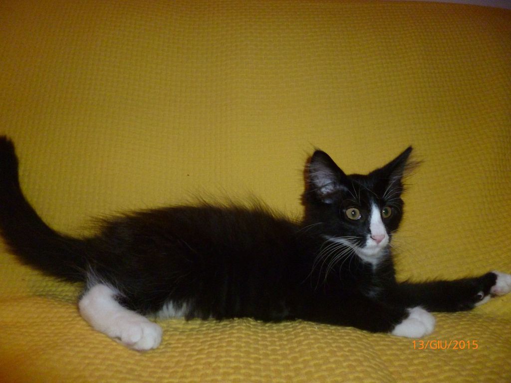 Gatti Norvegesi - cuccioli