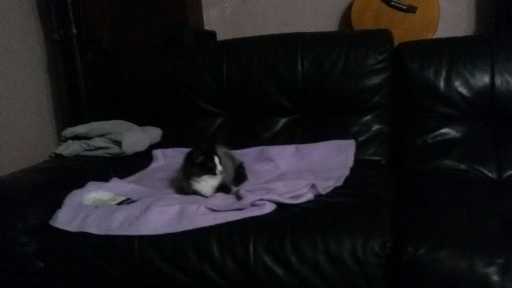 Gatti Norvegesi - cuccioli