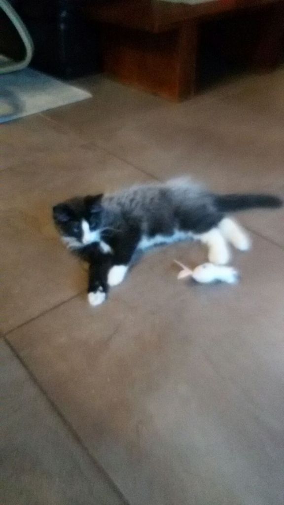 Gatti Norvegesi - cuccioli