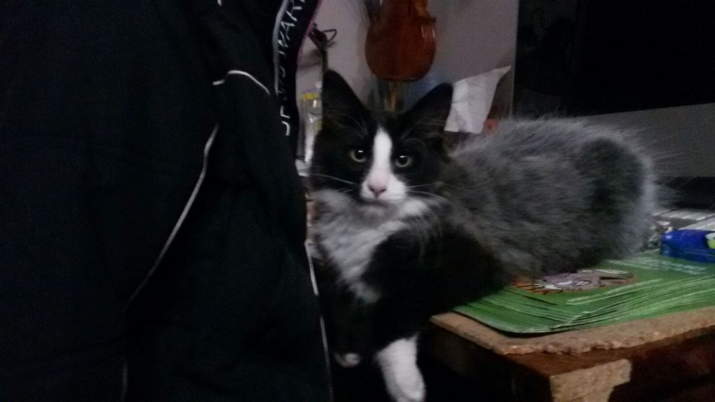 Gatti Norvegesi - cuccioli