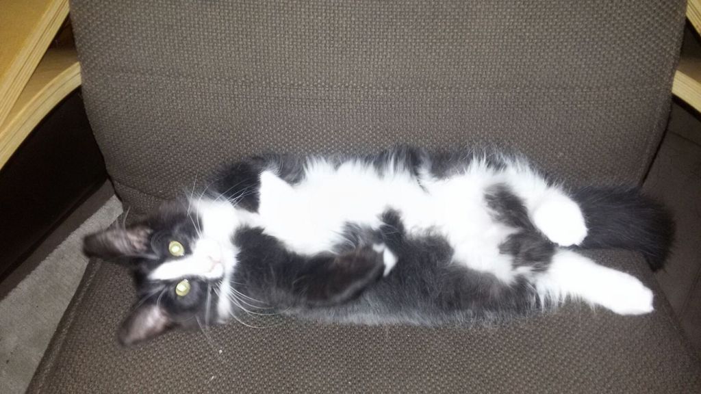 Gatti Norvegesi - cuccioli