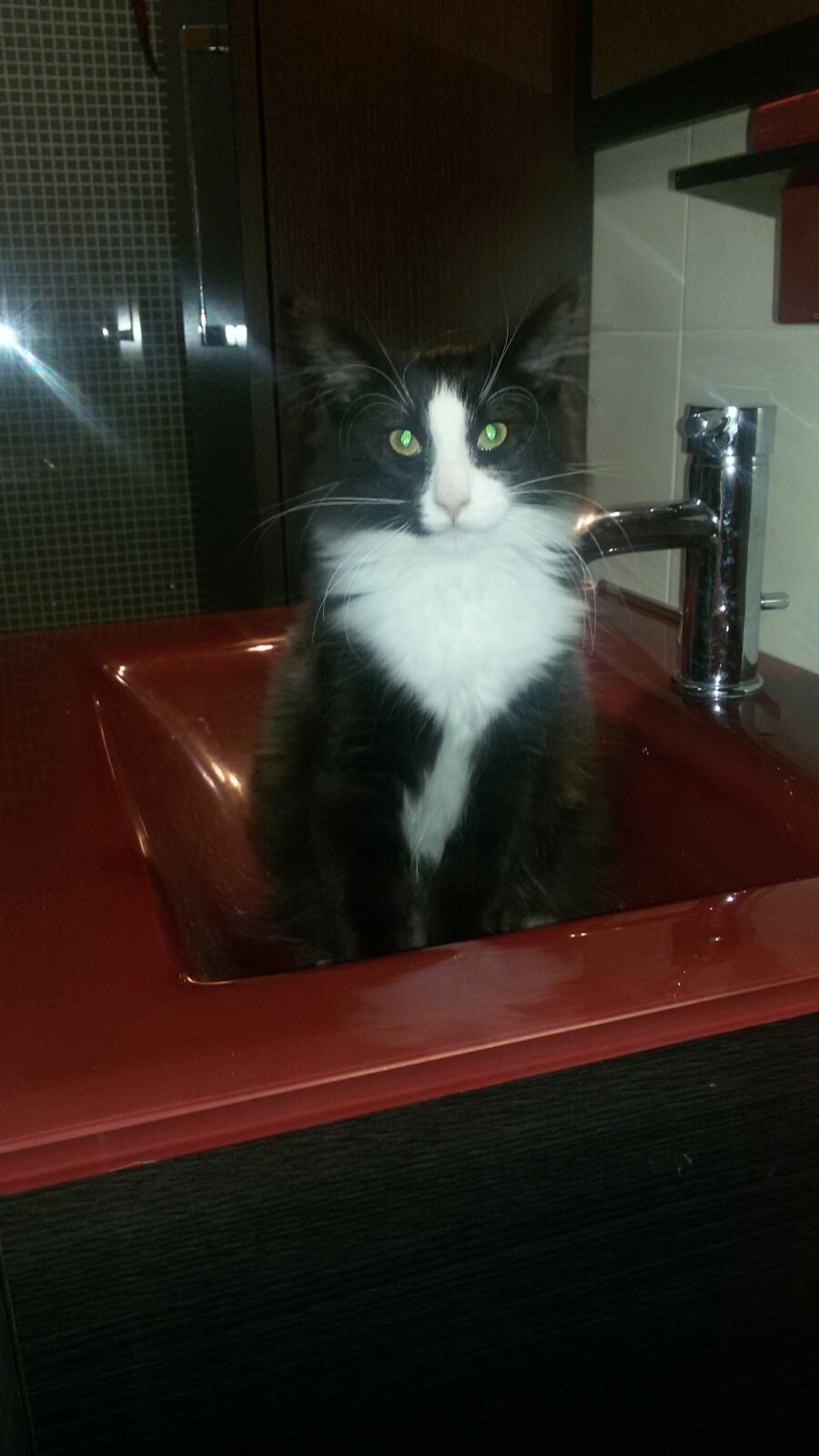 Gatti Norvegesi - cuccioli