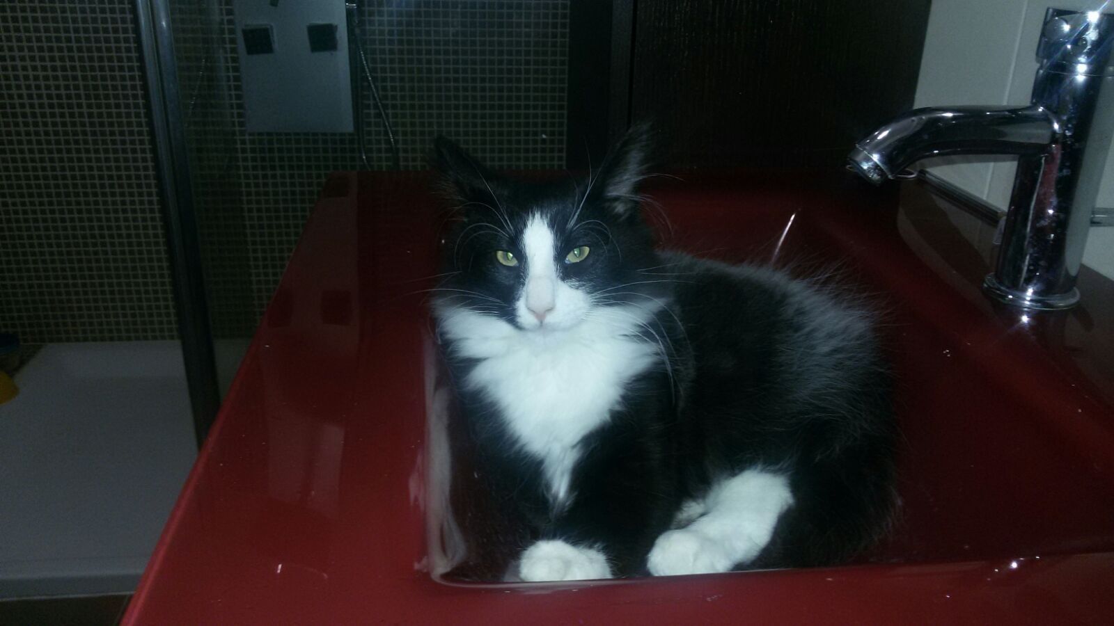 Gatti Norvegesi - cuccioli