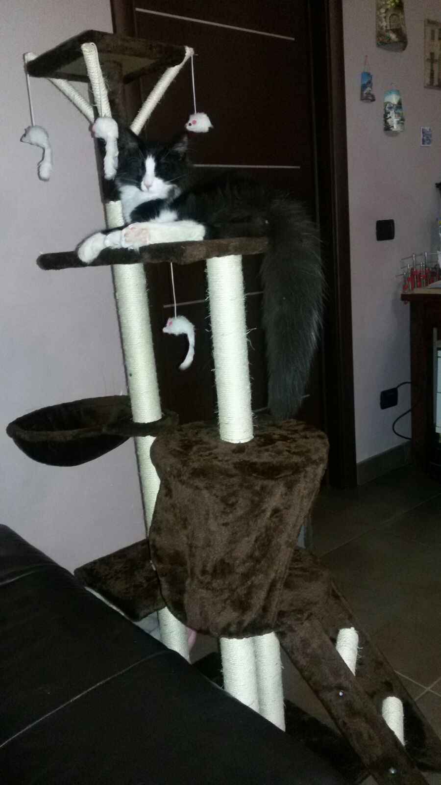 Gatti Norvegesi - cuccioli