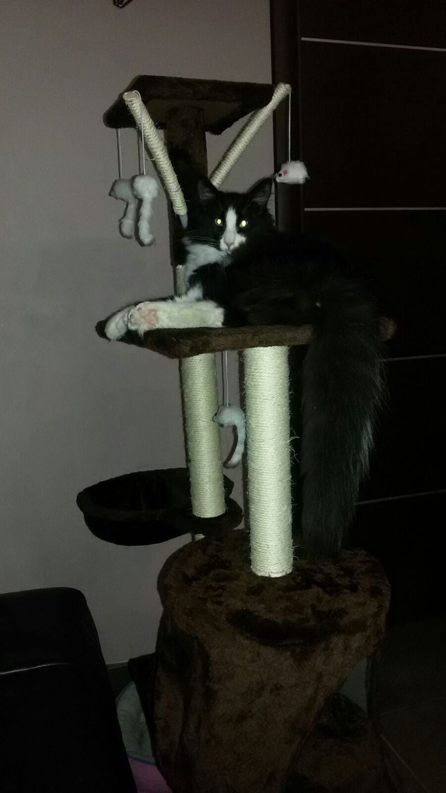 Gatti Norvegesi - cuccioli