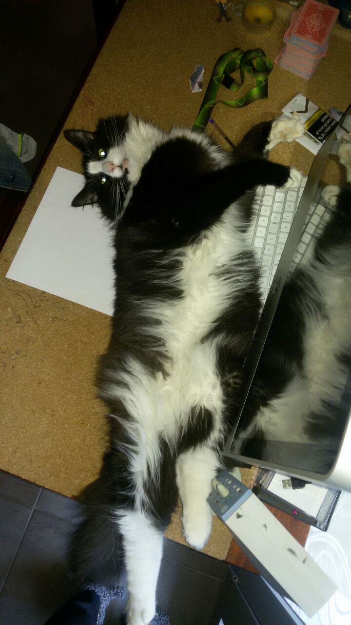 Gatti Norvegesi - cuccioli