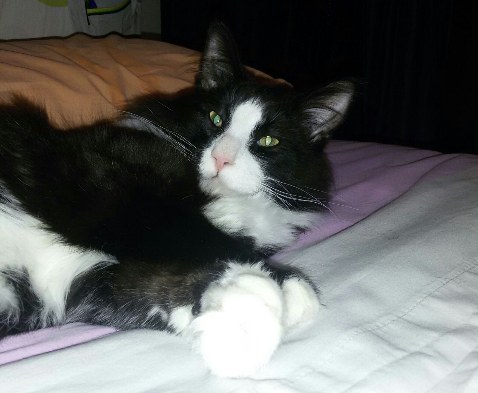 Gatti Norvegesi - cuccioli