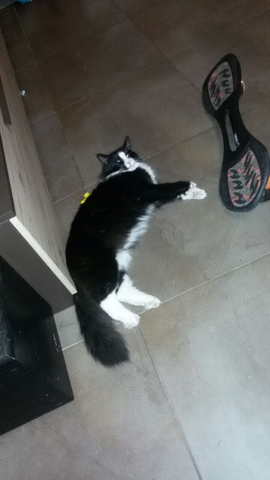 Gatti Norvegesi - cuccioli