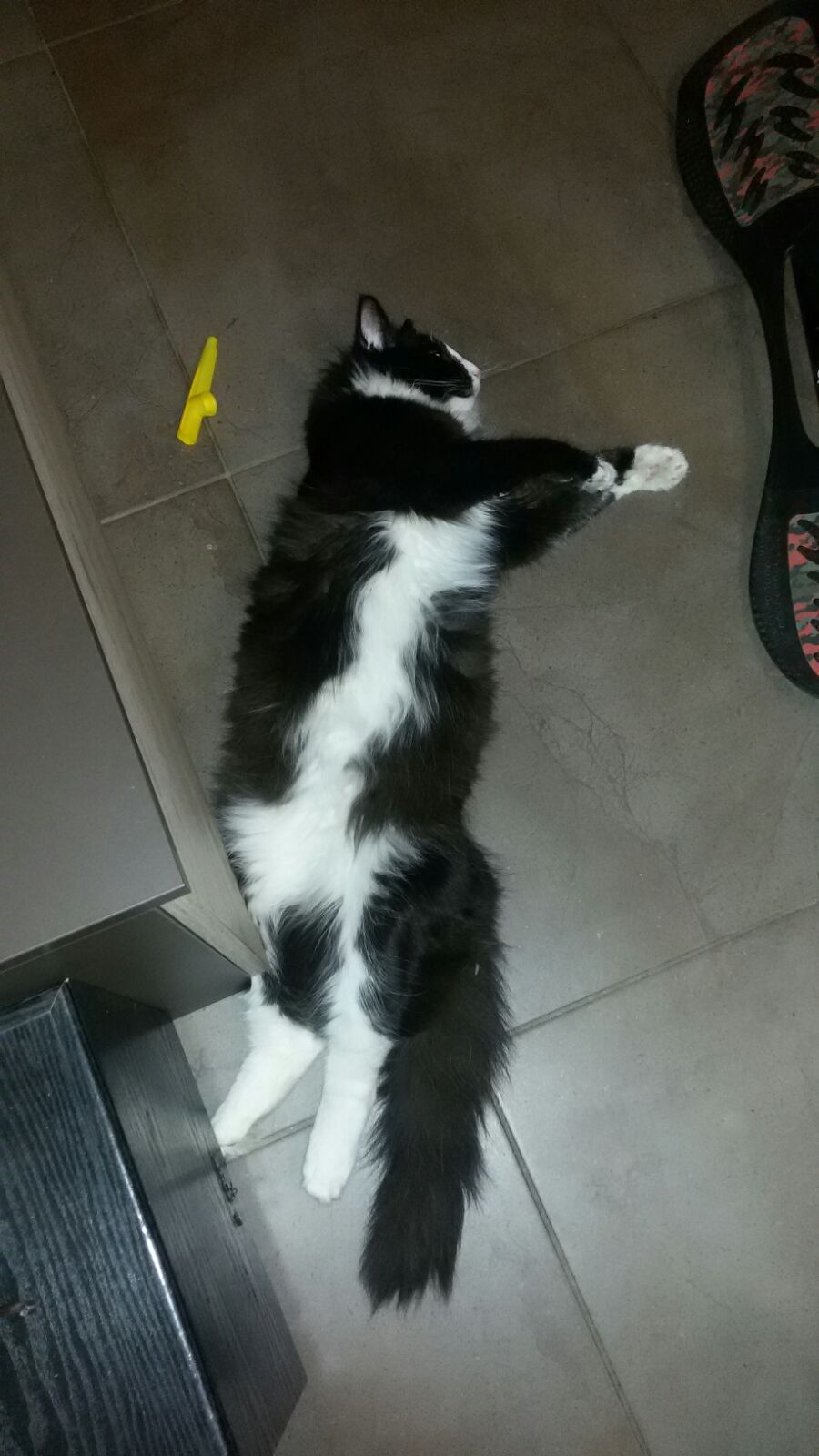 Gatti Norvegesi - cuccioli