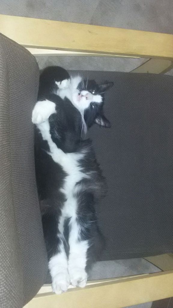 Gatti Norvegesi - cuccioli