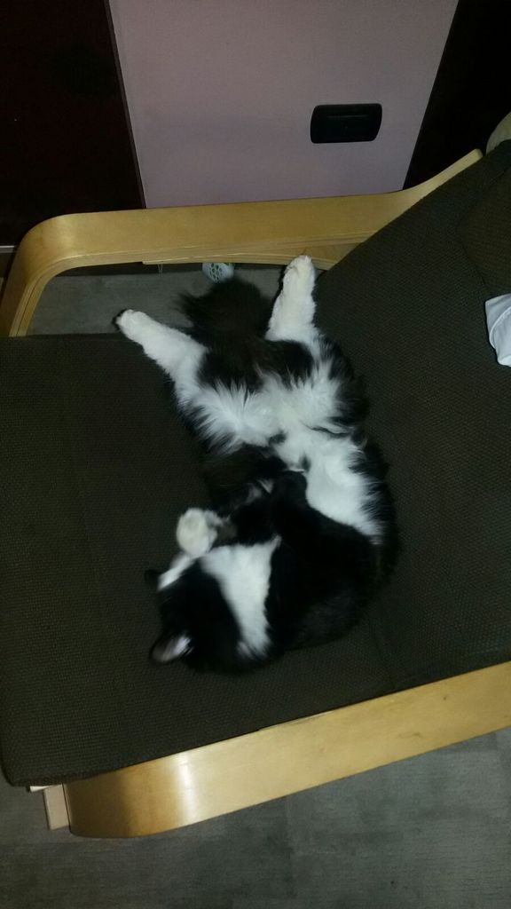 Gatti Norvegesi - cuccioli