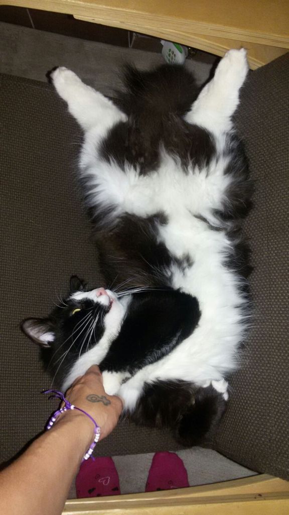 Gatti Norvegesi - cuccioli