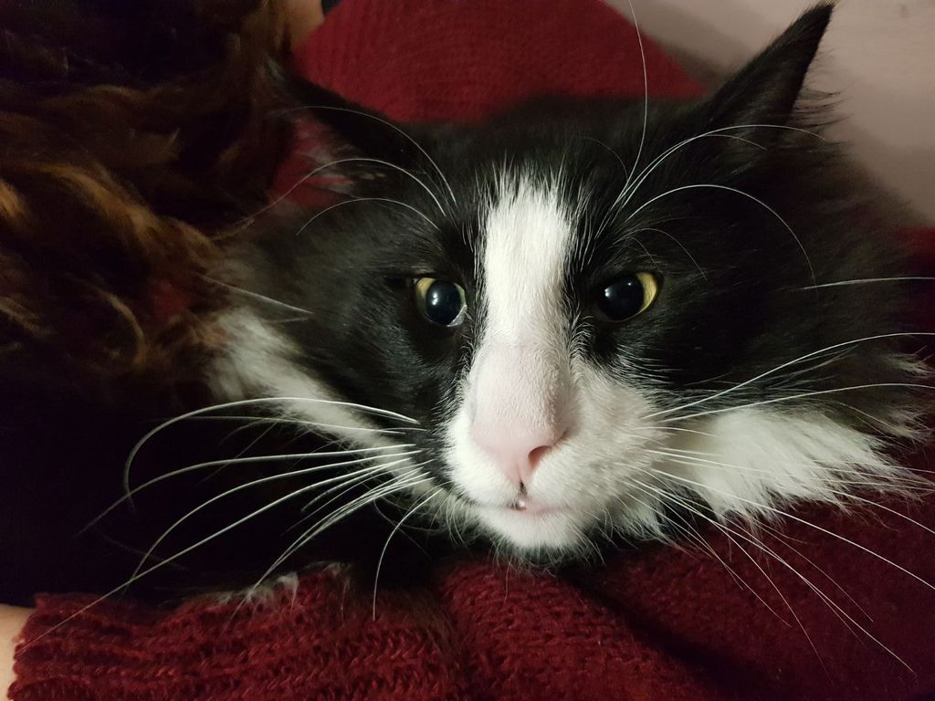 Gatti Norvegesi - cuccioli