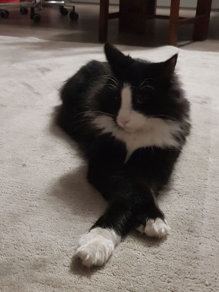 Gatti Norvegesi - cuccioli