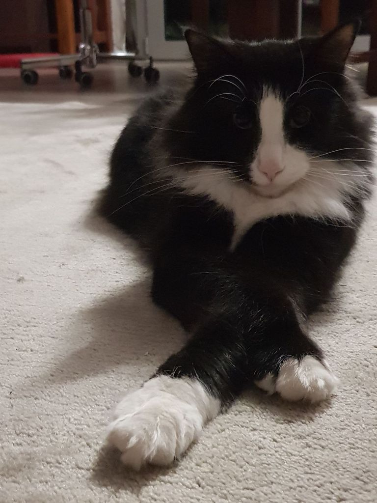 Gatti Norvegesi - cuccioli