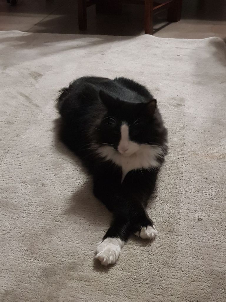 Gatti Norvegesi - cuccioli