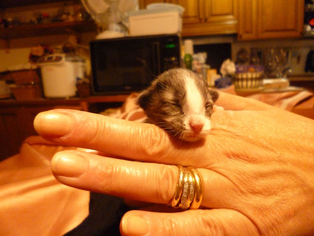 Gatti Norvegesi - cuccioli