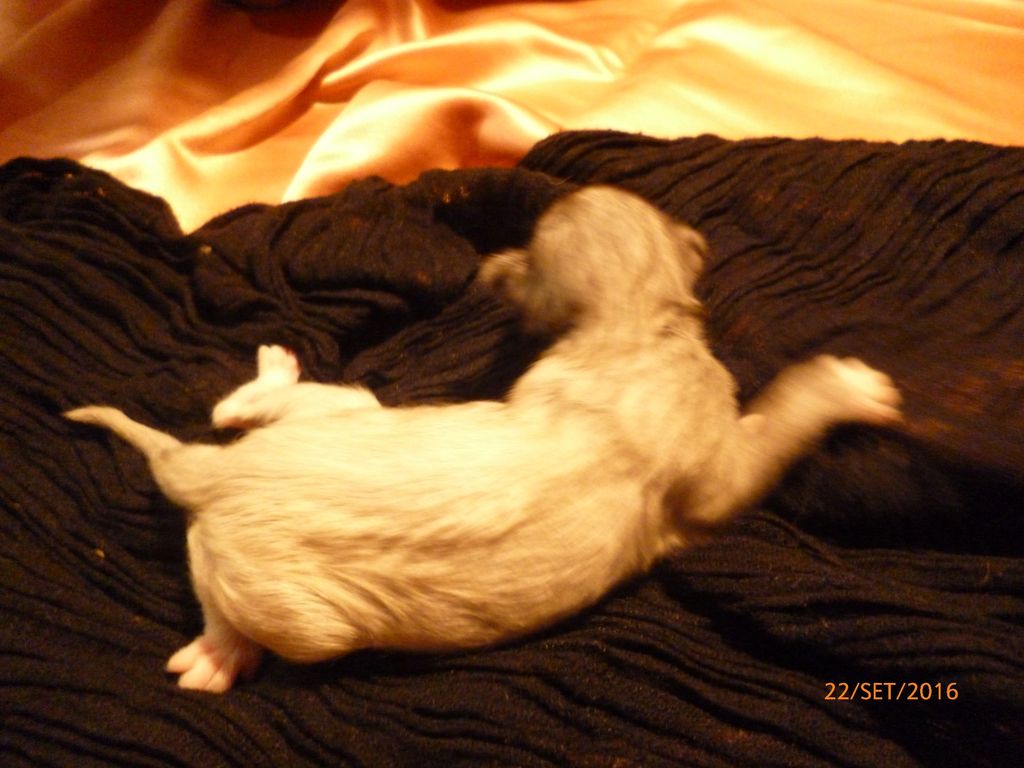 Gatti Norvegesi - cuccioli