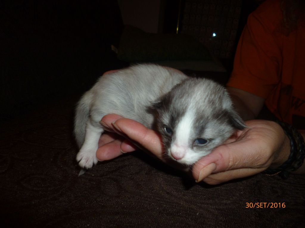 Gatti Norvegesi - cuccioli