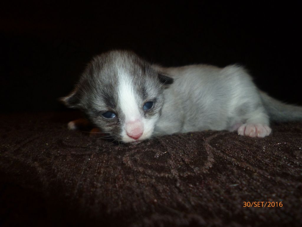 Gatti Norvegesi - cuccioli