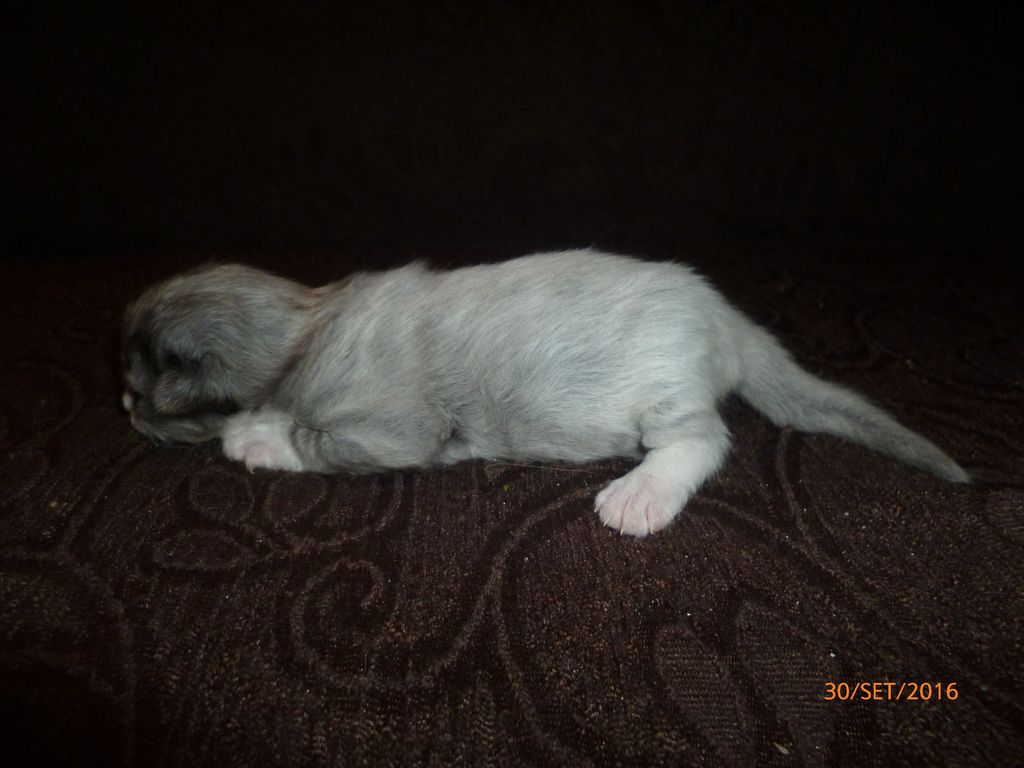 Gatti Norvegesi - cuccioli
