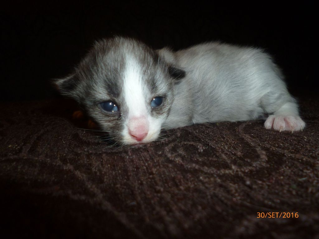 Gatti Norvegesi - cuccioli