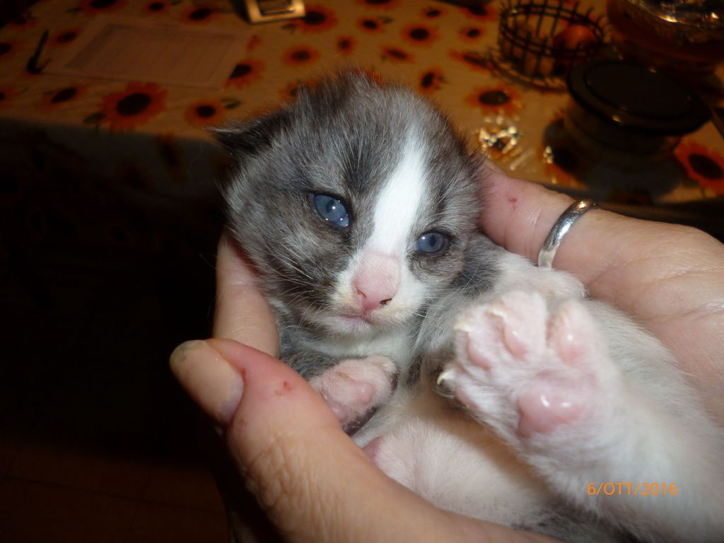 Gatti Norvegesi - cuccioli