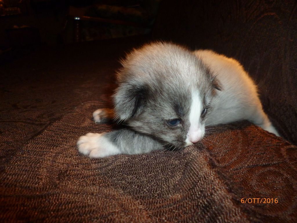 Gatti Norvegesi - cuccioli