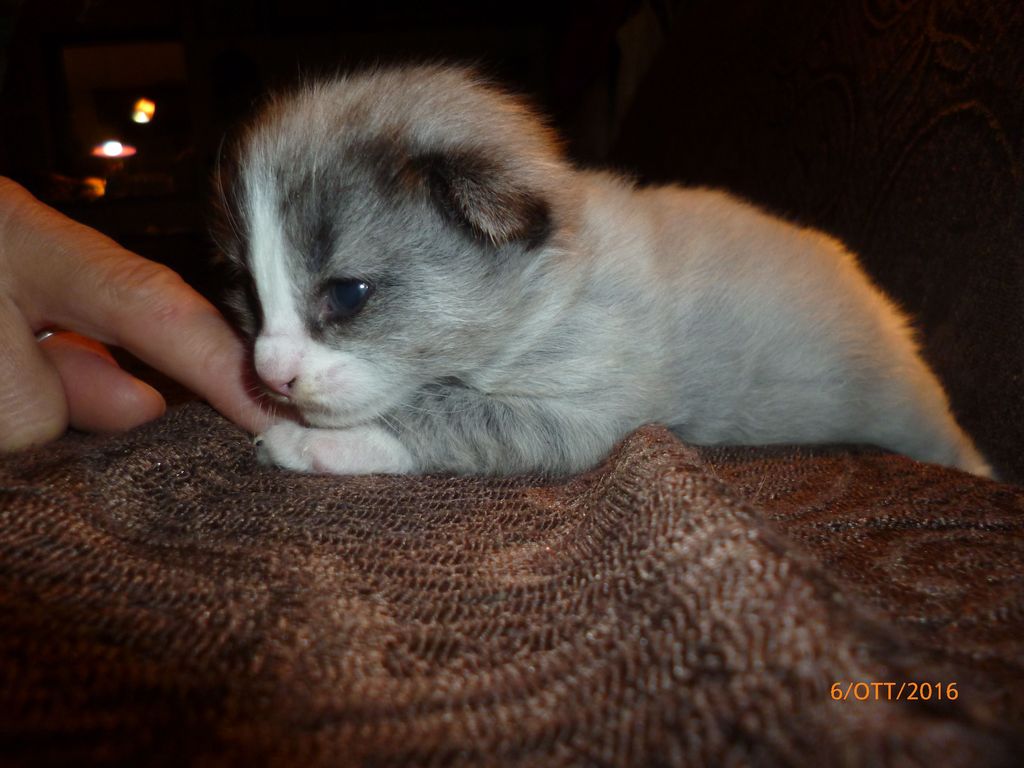 Gatti Norvegesi - cuccioli