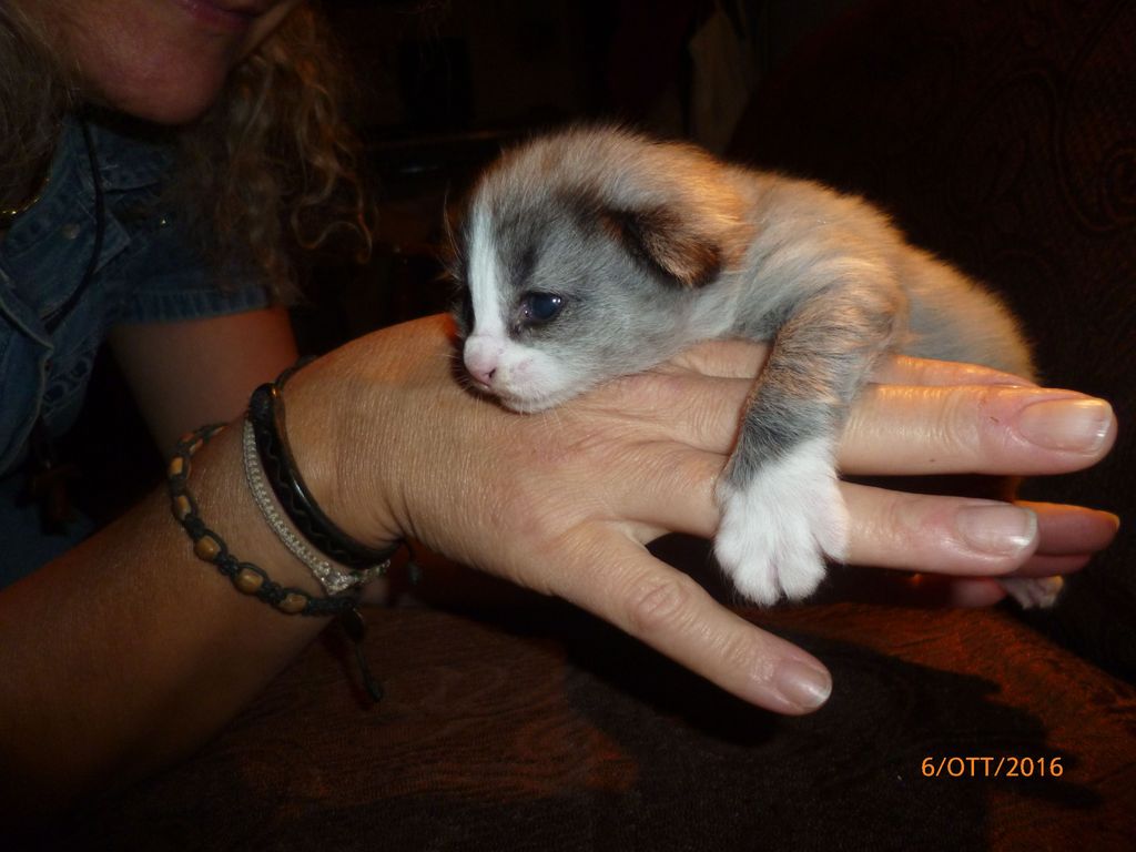 Gatti Norvegesi - cuccioli