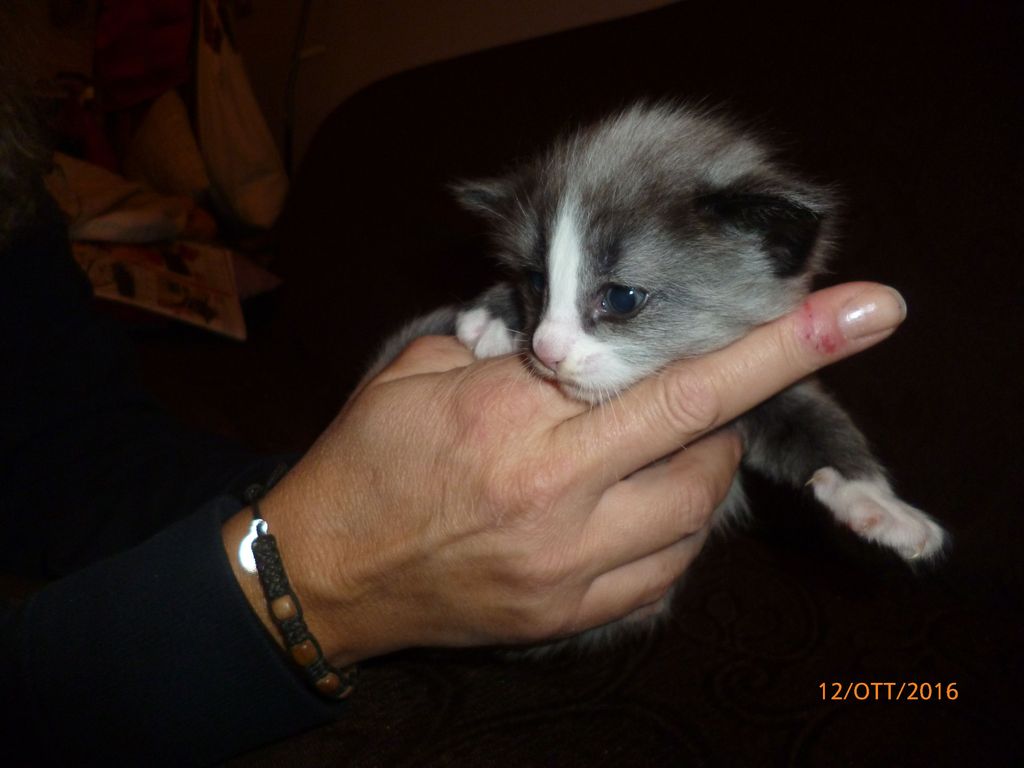 Gatti Norvegesi - cuccioli