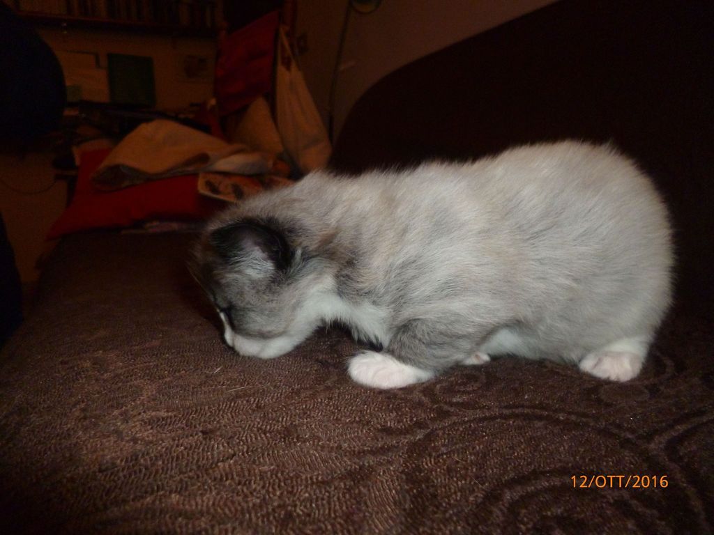Gatti Norvegesi - cuccioli