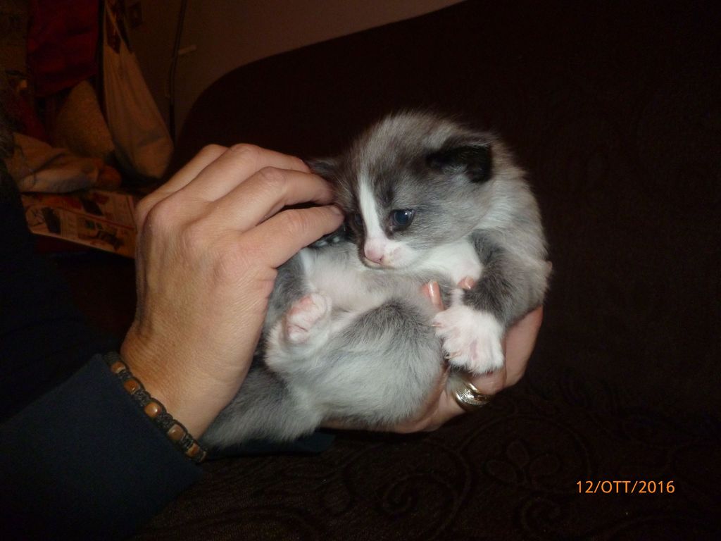 Gatti Norvegesi - cuccioli