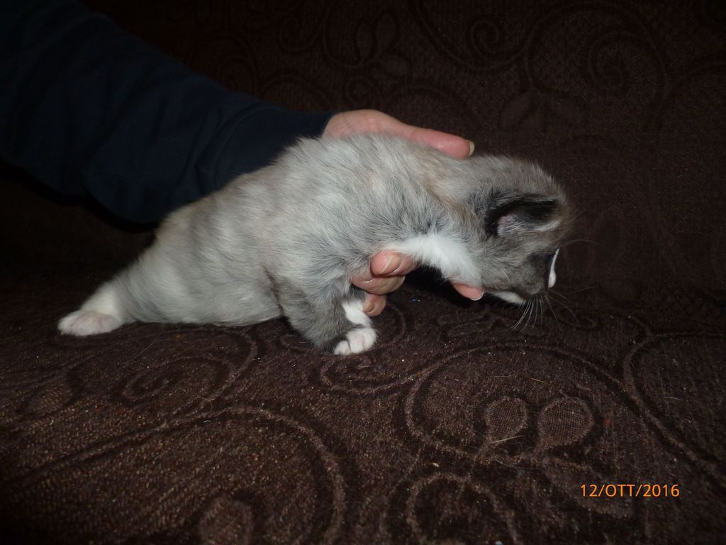 Gatti Norvegesi - cuccioli