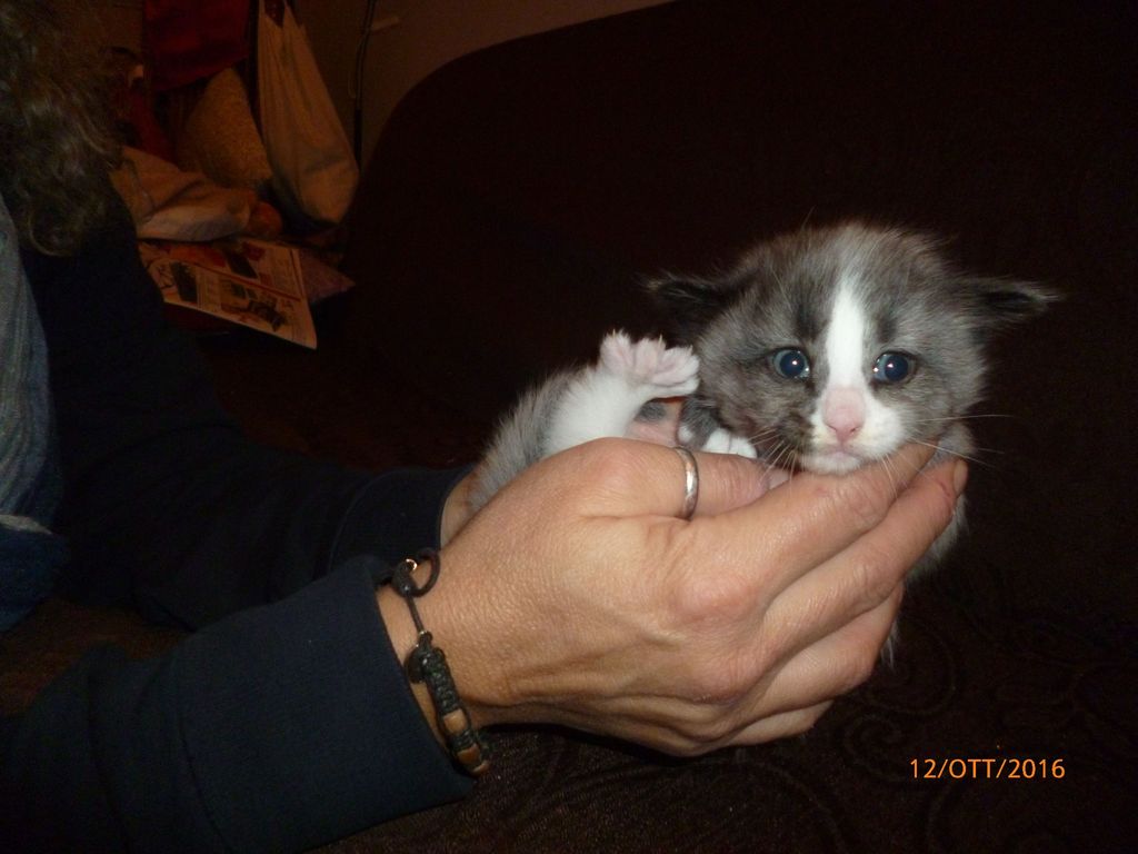 Gatti Norvegesi - cuccioli