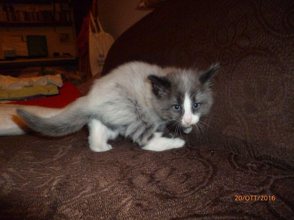 Gatti Norvegesi - cuccioli