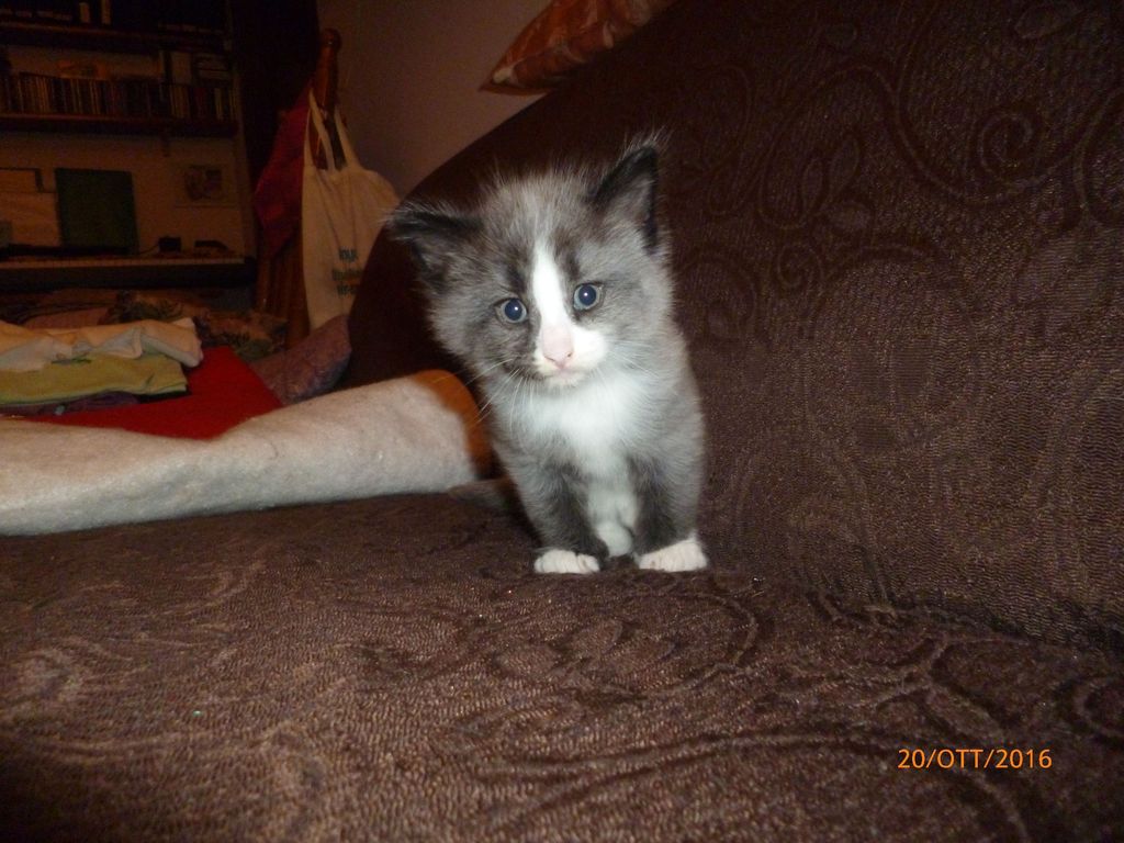 Gatti Norvegesi - cuccioli