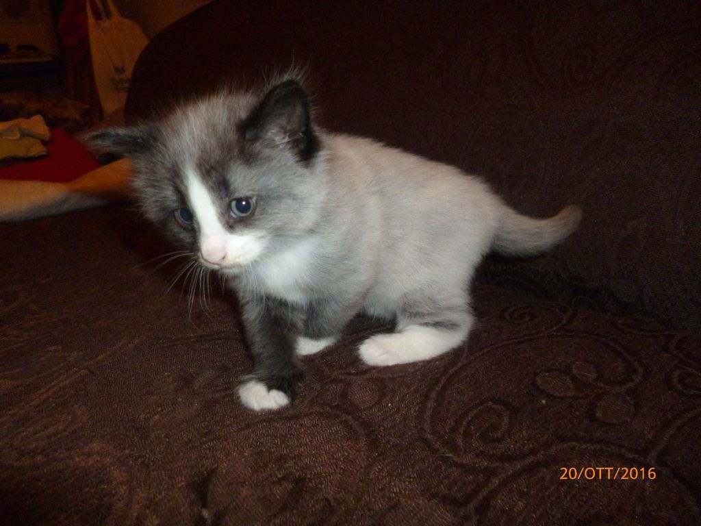 Gatti Norvegesi - cuccioli