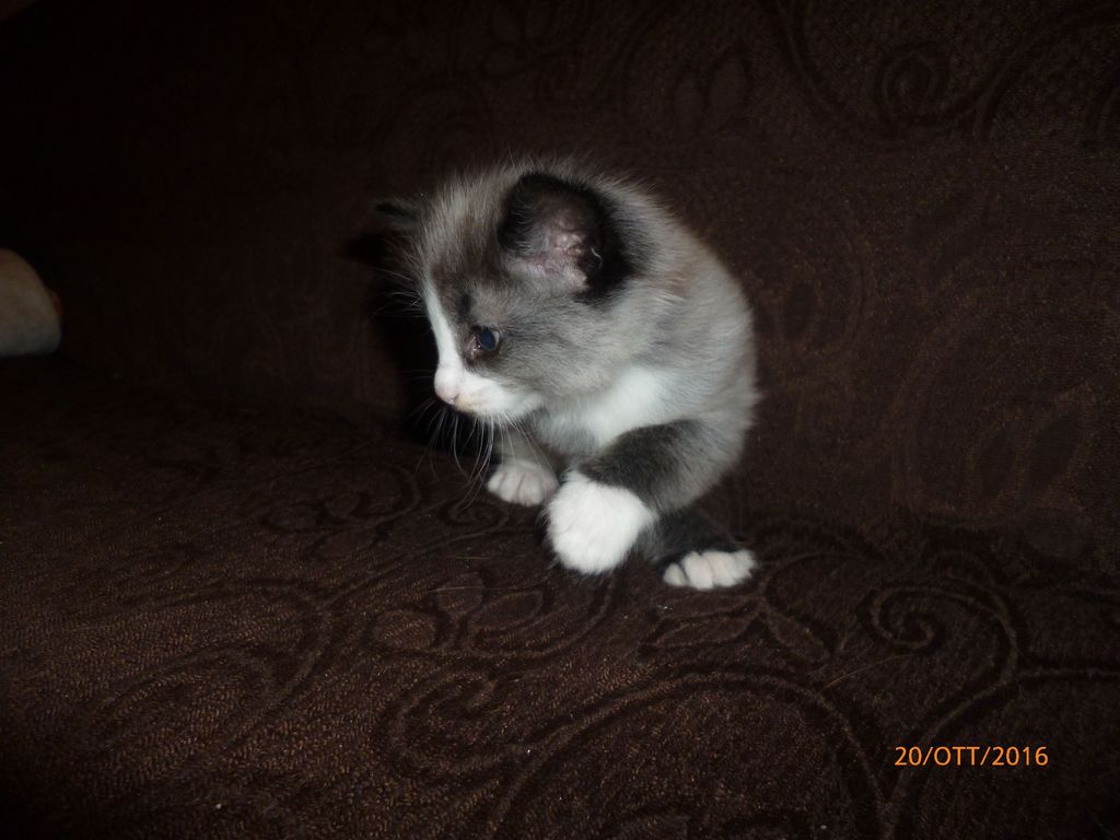 Gatti Norvegesi - cuccioli